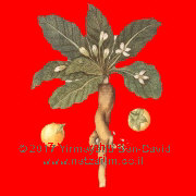 Degel Shevet1-Ruvein: mandrake on red background